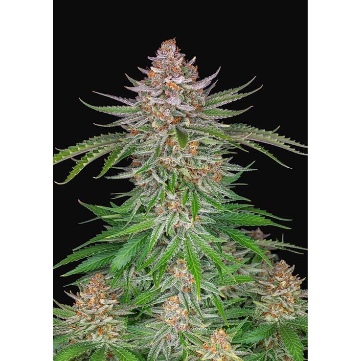 Strawberry Pie Auto — FastBuds Seeds