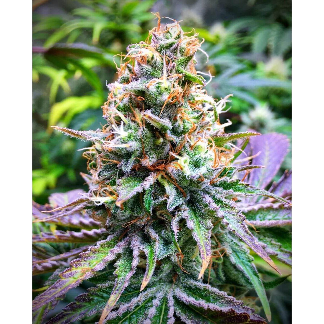 Strawnana x Larry OG Fem — Tramuntana Seeds