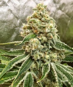 Strawnana x Purple Punch Fem — Tramuntana Seeds