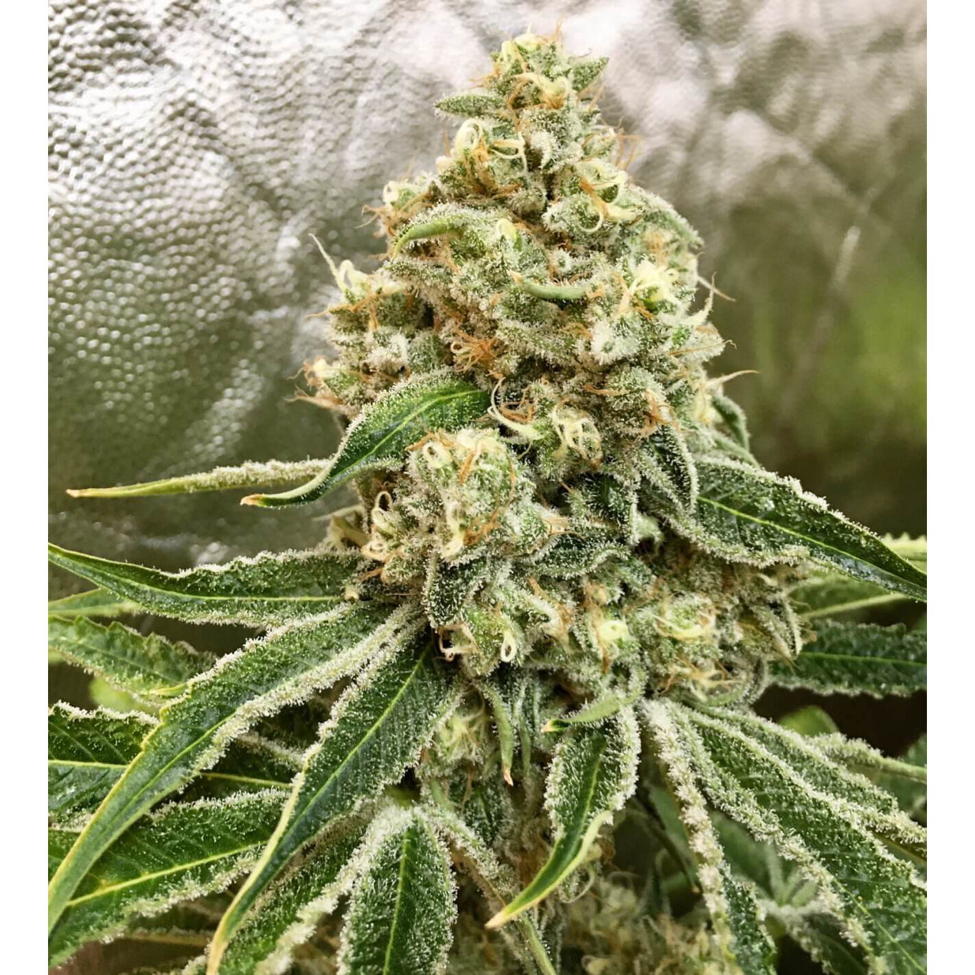 Strawnana x Purple Punch Fem — Tramuntana Seeds
