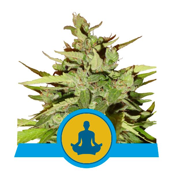 Stress Killer Auto CBD — Royal Queen