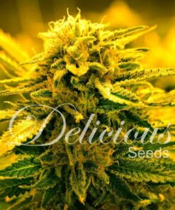 Sugar Black Rose Auto — Delicious Seeds