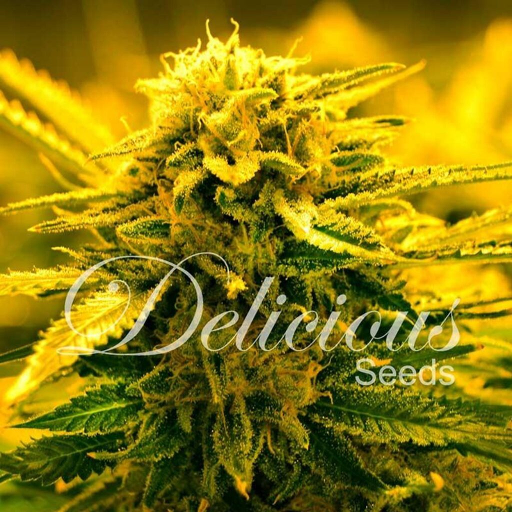 Sugar Black Rose Auto — Delicious Seeds