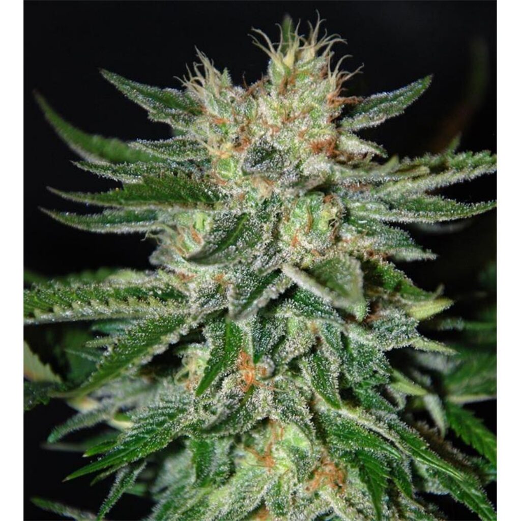 Sugar Black Rose Fem — Delicious Seeds