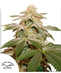 Sugar Bomb Punch Fem — Dutch Passion