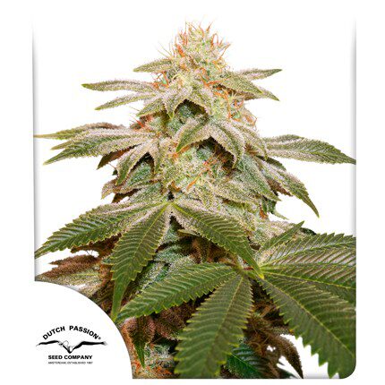 Sugar Bomb Punch Fem — Dutch Passion