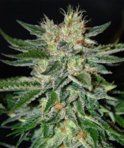 Sugar Candy Fem — Delicious Seeds