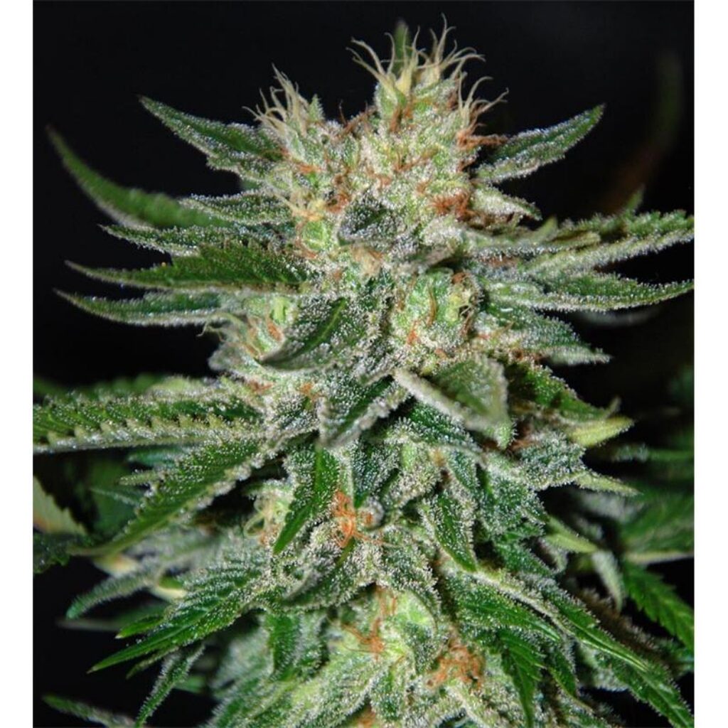 Sugar Candy Fem — Delicious Seeds