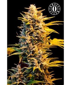 Sugar Gom Auto — Grassomatic