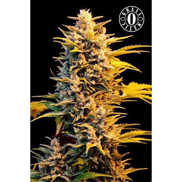 Sugar Gom Auto — Grassomatic