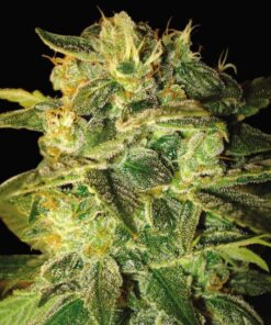 Sugar Mango Ryder Auto — World of Seed