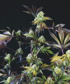 Sunset Sherbet — Pyramid Seeds