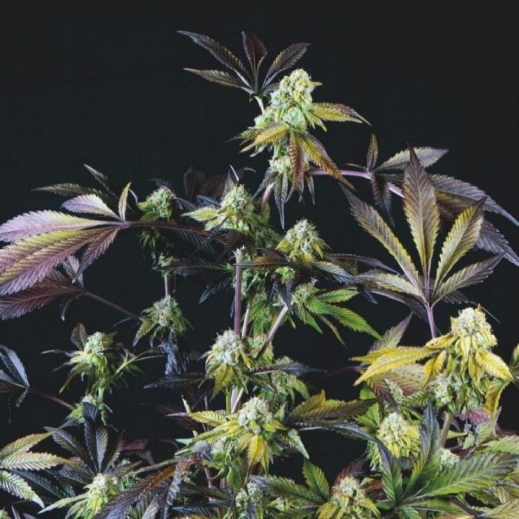 Sunset Sherbet — Pyramid Seeds