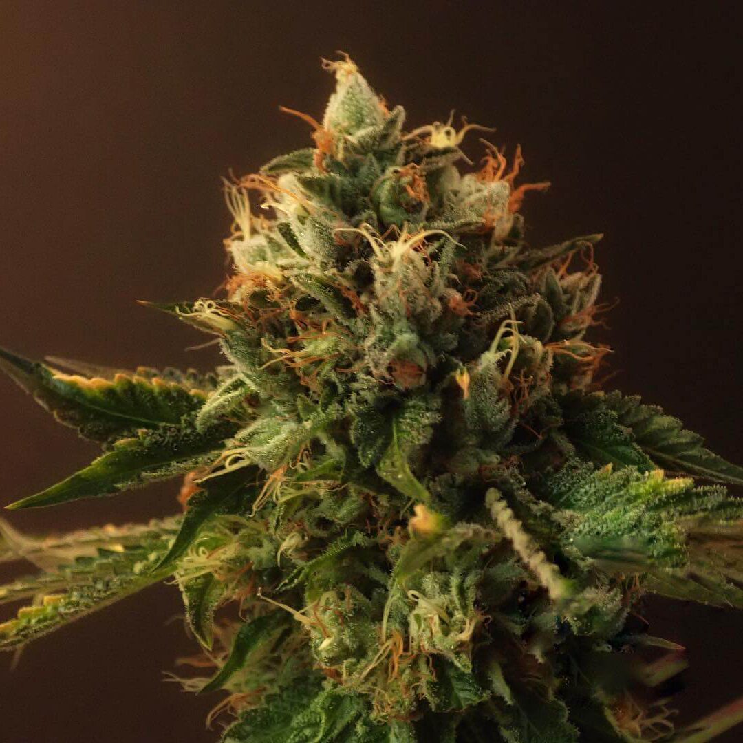 Sunset Sherbet x Larry OG Fem — Tramuntana Seeds