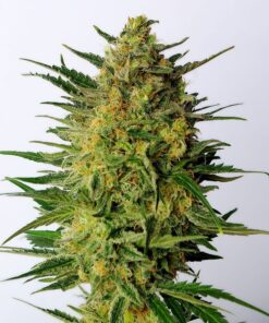 Super AK Fem — Kannabia Seeds
