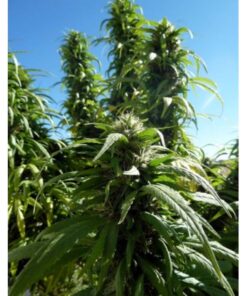 Super Auto Skunk — MakkaSeeds