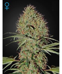 Super Bud Auto — Green House
