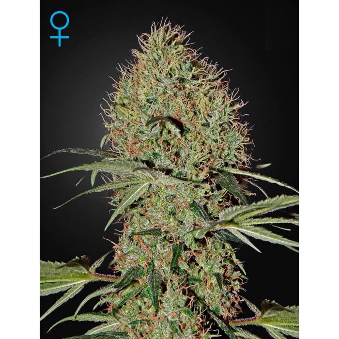 Super Bud Auto — Green House