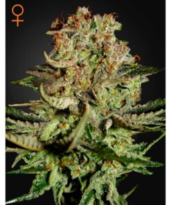 Super Bud Fem. — Green House