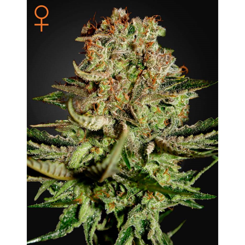Super Bud Fem. — Green House