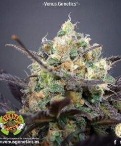 Super Cheese Haze Fem. — Venus Genetics