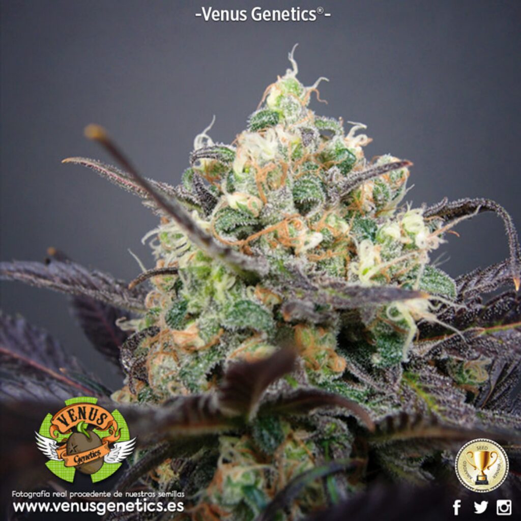 Super Cheese Haze Fem. — Venus Genetics