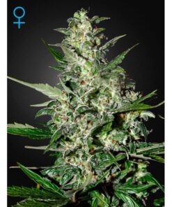 Super Critical Auto — Green House