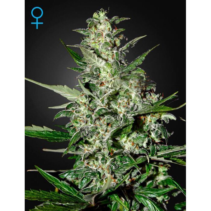 Super Critical Auto — Green House
