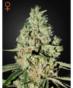 Super Critical Fem. — Green House