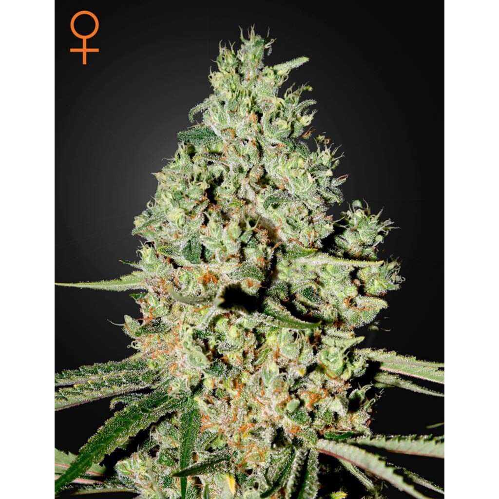 Super Critical Fem. — Green House