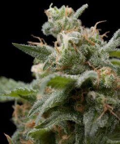 Super Hash — Pyramid Seeds