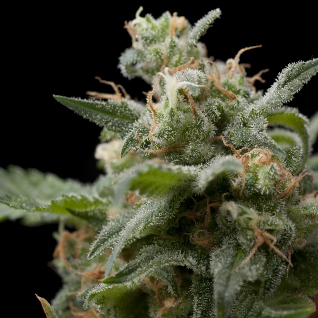 Super Hash — Pyramid Seeds