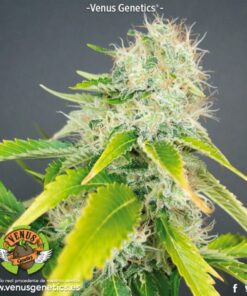 Super Haze Fem. — Venus Genetics