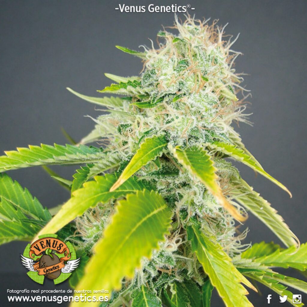 Super Haze Fem. — Venus Genetics