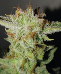 Super Larry OG Fem — Exclusive Seeds