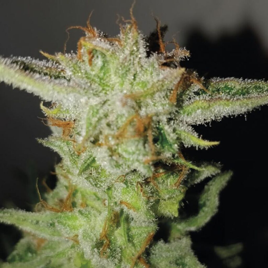 Super Larry OG Fem — Exclusive Seeds