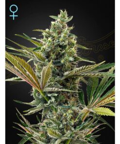 Super Lemon Haze Auto CBD — Green House