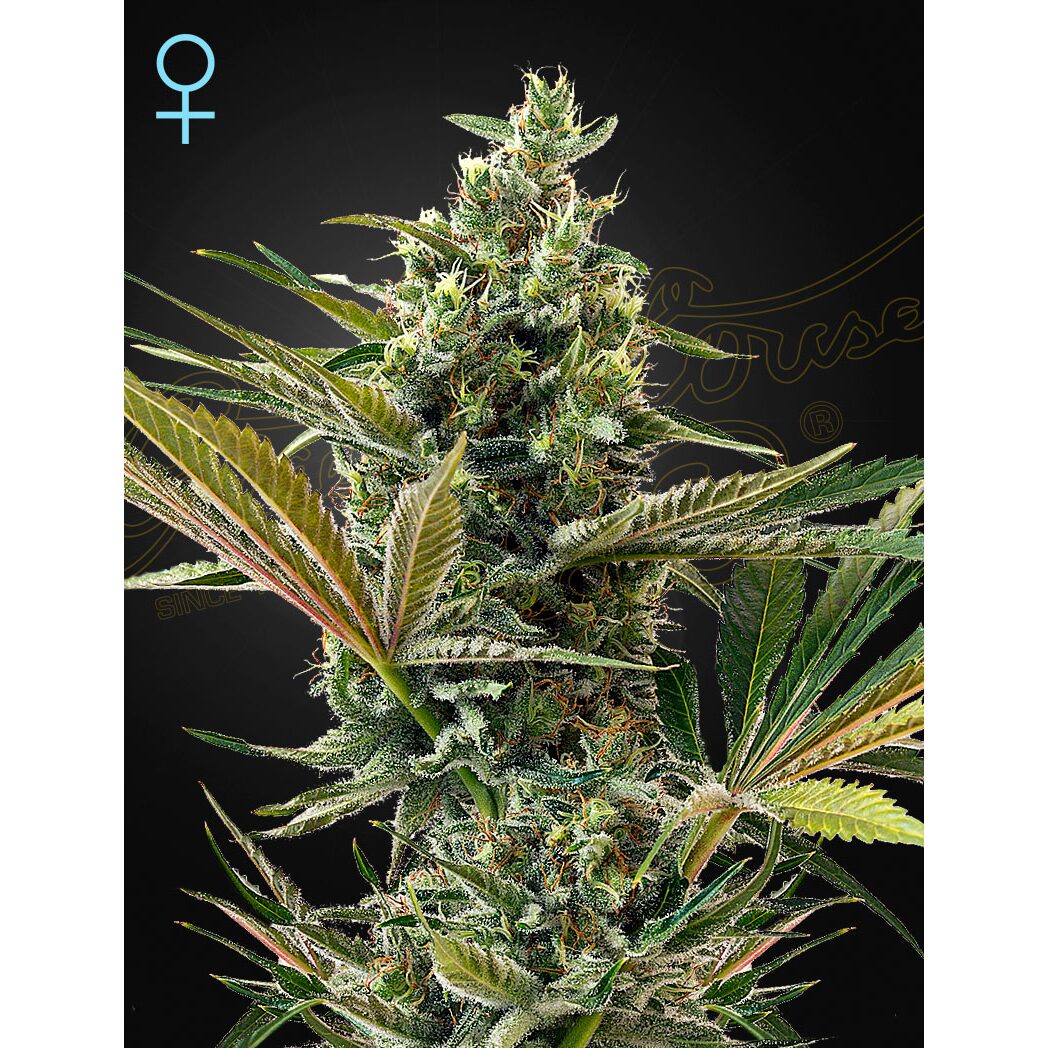 Super Lemon Haze Auto CBD — Green House