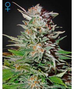 Super Lemon Haze Auto — Green House