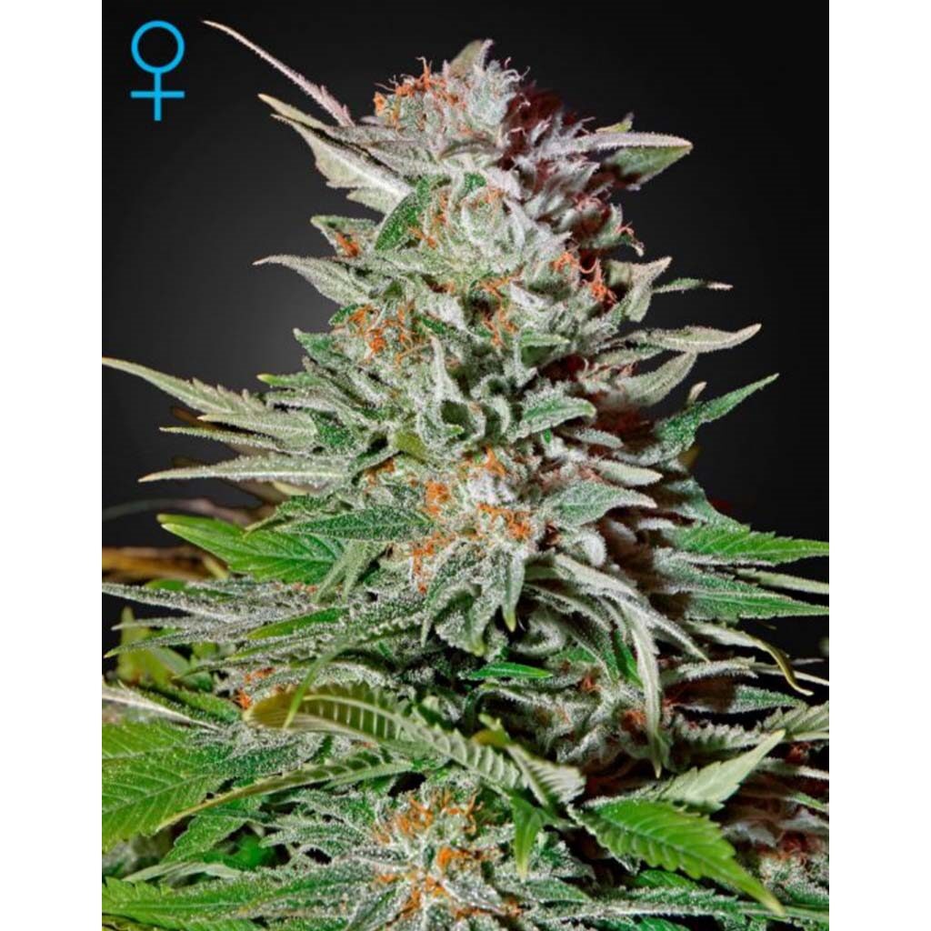 Super Lemon Haze Auto — Green House