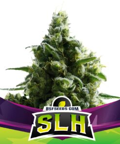 Super Lemon Haze — BSF Seeds