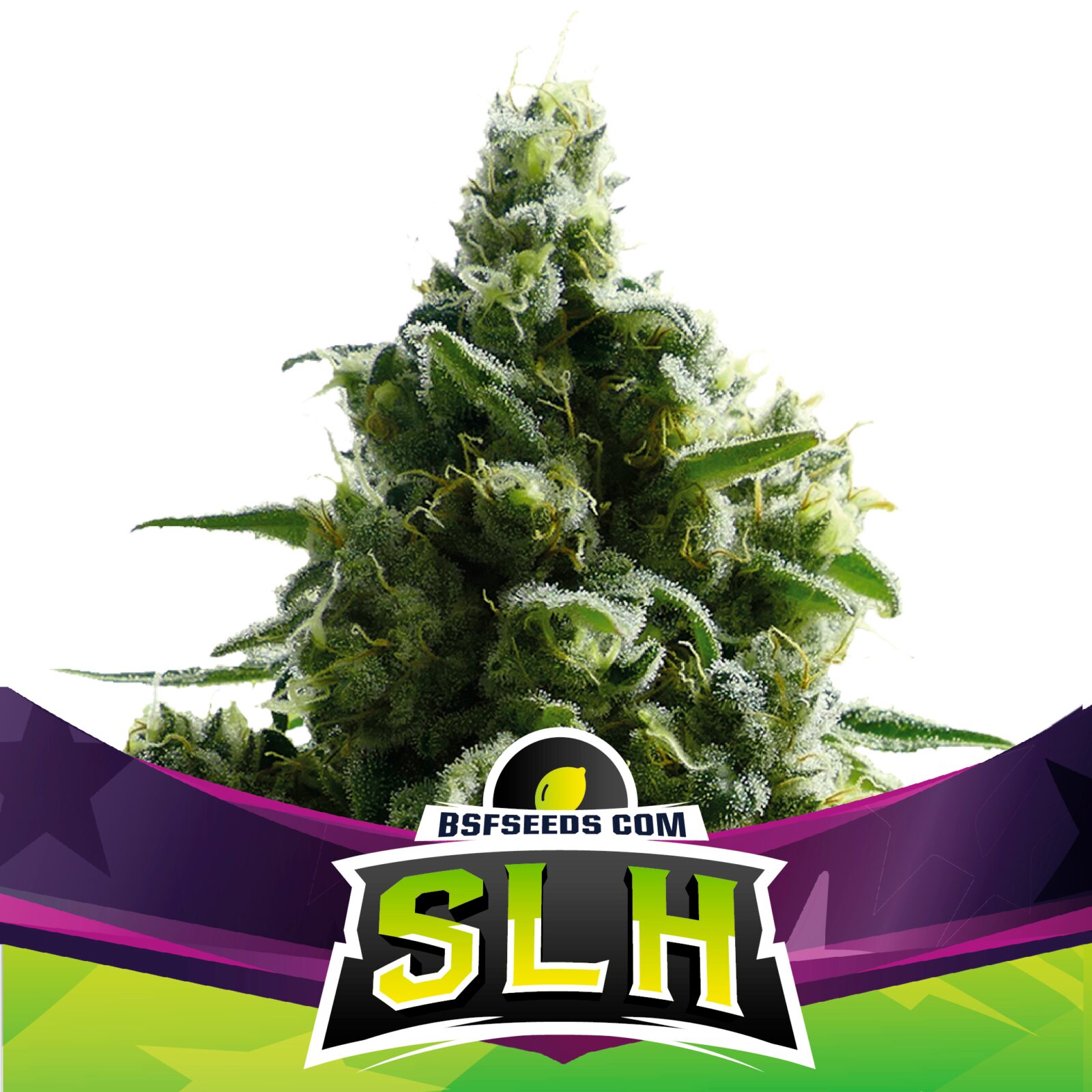 Super Lemon Haze — BSF Seeds
