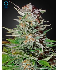 Super Lemon Haze CBD Fem. — Green House