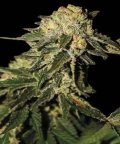 Super Mandarina Fem — Exclusive Seeds