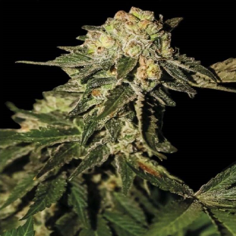 Super Mandarina Fem — Exclusive Seeds