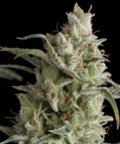 Super OG Kush — Pyramid Seeds