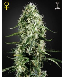 Super Silver Haze Fem. — Green House