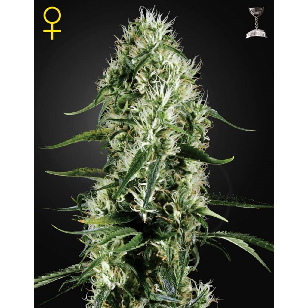 Super Silver Haze Fem. — Green House