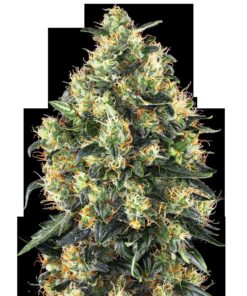Super Skunk Auto — Sensi Seeds