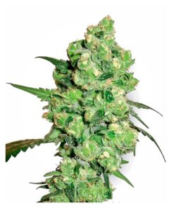 Super Skunk Fem. — Sensi White Label